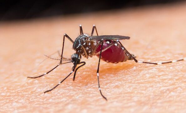mosquito is the carrier of protozoan parasites and malaria