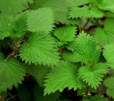 nettle of parasites in the human body