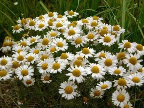 parasites chamomile in the body