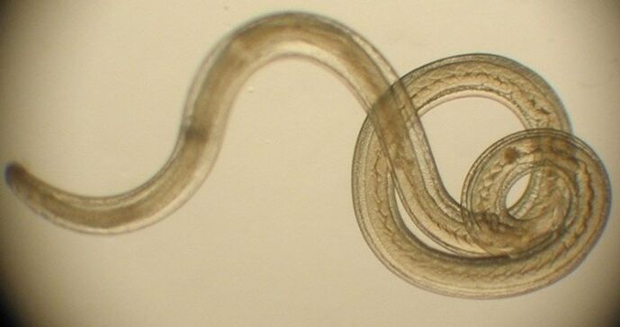 human body parasitic worm