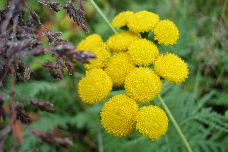 tansy to remove worms